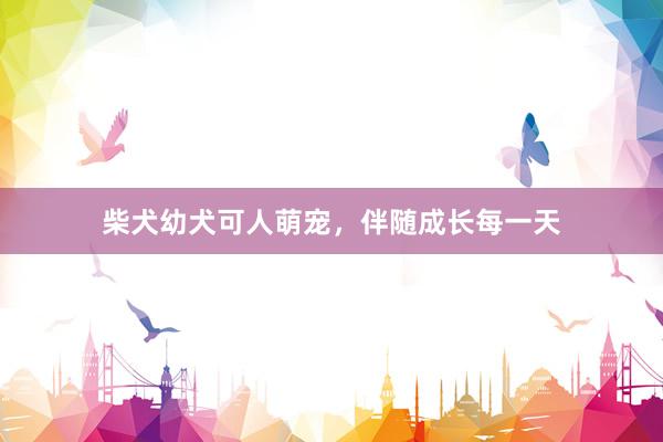 柴犬幼犬可人萌宠,伴随成长每一天